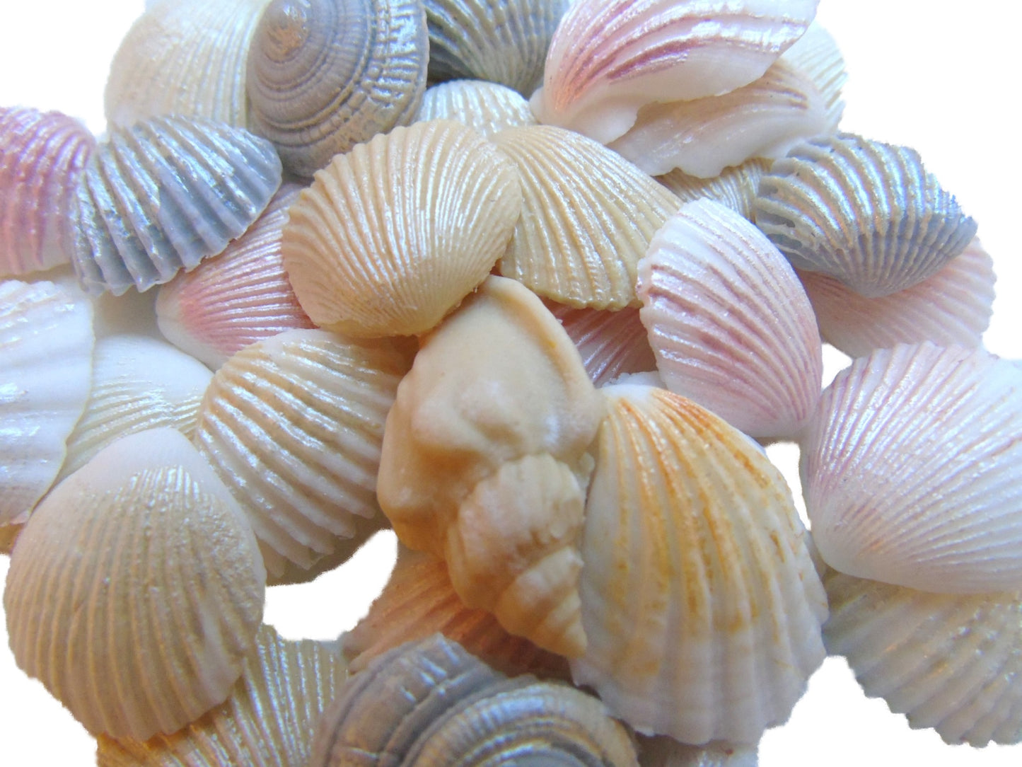 30 natural effect sea shells for cupcake and cake decorations